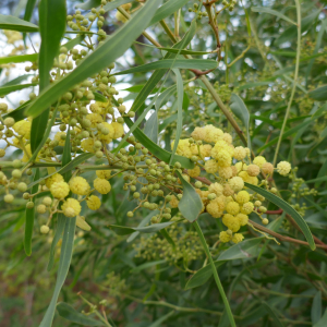 Photographie n°2541209 du taxon Acacia retinodes Schltdl. [1847]