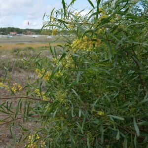 Photographie n°2541210 du taxon Acacia retinodes Schltdl. [1847]