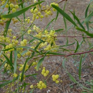 Photographie n°2541211 du taxon Acacia retinodes Schltdl. [1847]