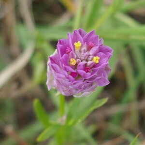 Photographie n°2541225 du taxon Polygala curtissii A.Gray