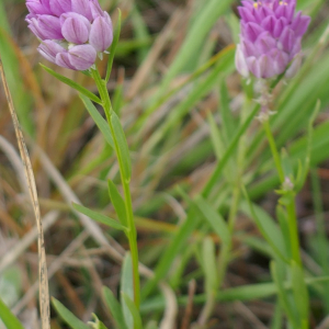 Photographie n°2541227 du taxon Polygala curtissii A.Gray