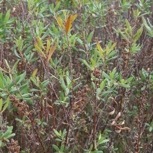 Photographie n°2541243 du taxon Myrica gale L. [1753]