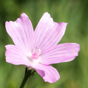 Photographie n°2541252 du taxon Malva moschata L.