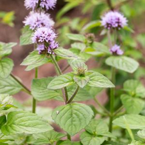 Photographie n°2541276 du taxon Mentha aquatica L.