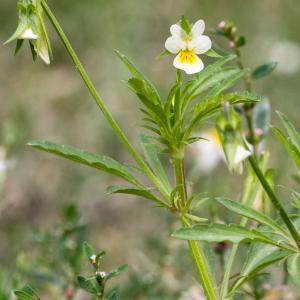 Photographie n°2541281 du taxon Viola arvensis Murray