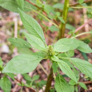 Photographie n°2541289 du taxon Amaranthus L.