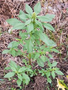 stephane.bello@orange.fr, le 13 septembre 2022 (Noyal-Châtillon-sur-Seiche)