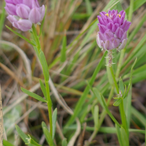 Photographie n°2541302 du taxon Polygala curtissii A.Gray