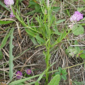 Photographie n°2541305 du taxon Polygala curtissii A.Gray