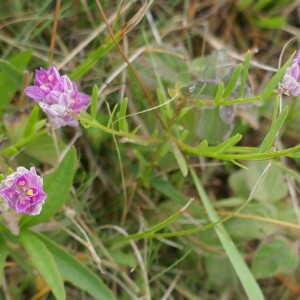 Photographie n°2541306 du taxon Polygala curtissii A.Gray