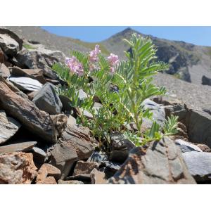 Vicia argentea Lapeyr. (Vesce argentée)