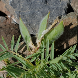 Photographie n°2541315 du taxon Vicia argentea Lapeyr.