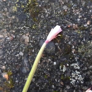 Photographie n°2541321 du taxon Epilobium L.