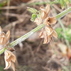 Photographie n°2541344 du taxon Salvia L.