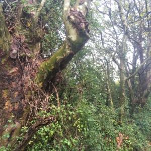 Photographie n°2541364 du taxon Platanus x hispanica Mill. ex Münchh. [1770]