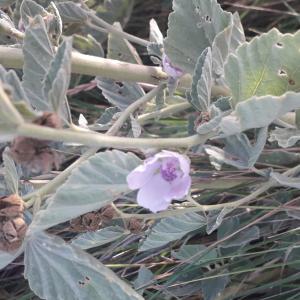 Photographie n°2541380 du taxon Althaea officinalis L.