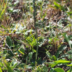 Photographie n°2541420 du taxon Spiranthes spiralis K.Koch