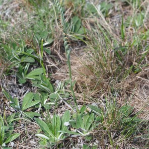 Photographie n°2541462 du taxon Spiranthes spiralis K.Koch