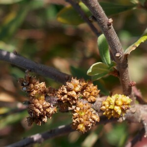 Photographie n°2541517 du taxon Myrica gale L. [1753]