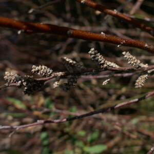 Photographie n°2541518 du taxon Myrica gale L. [1753]