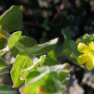 Photographie n°2541525 du taxon Hypericum elodes L. [1759]