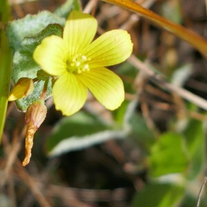 Photographie n°2541527 du taxon Hypericum elodes L. [1759]