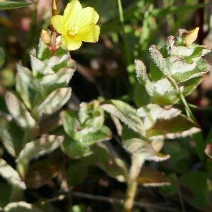 Photographie n°2541529 du taxon Hypericum elodes L. [1759]