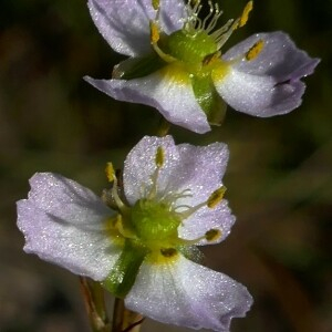 Photographie n°2541539 du taxon Alisma plantago-aquatica L. [1753]