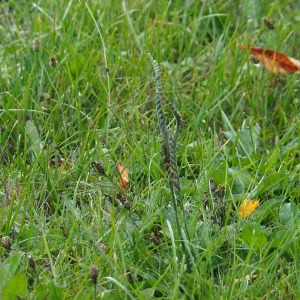 Photographie n°2541541 du taxon Spiranthes spiralis (L.) Chevall.