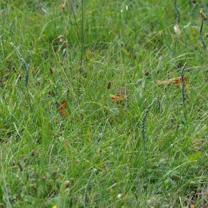 Photographie n°2541542 du taxon Spiranthes spiralis (L.) Chevall.