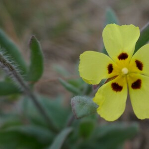 Photographie n°2541547 du taxon Tuberaria guttata (L.) Fourr. [1868]