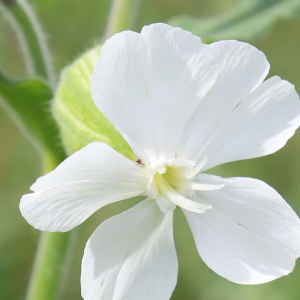 Photographie n°2541568 du taxon Silene latifolia subsp. alba (Mill.) Greuter & Burdet [1982]