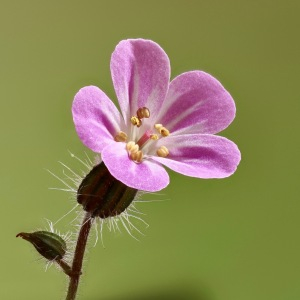 Photographie n°2541595 du taxon Geranium robertianum L. [1753]