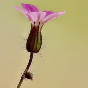 Photographie n°2541599 du taxon Geranium robertianum L. [1753]