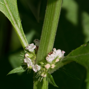 Photographie n°2541642 du taxon Lycopus europaeus L.