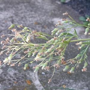 Photographie n°2541647 du taxon Erigeron sumatrensis Retz.