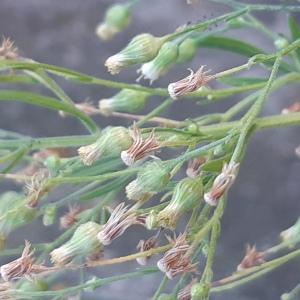 Photographie n°2541650 du taxon Erigeron sumatrensis Retz.