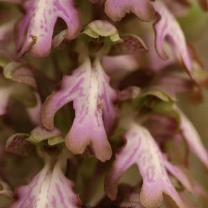 Photographie n°2541660 du taxon Himantoglossum robertianum (Loisel.) P.Delforge
