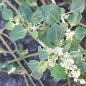 Photographie n°2541663 du taxon Chenopodium vulvaria L.