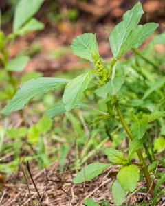 stephane.bello@orange.fr, le 16 septembre 2022 (Rennes)