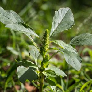 Photographie n°2541700 du taxon Amaranthus L.