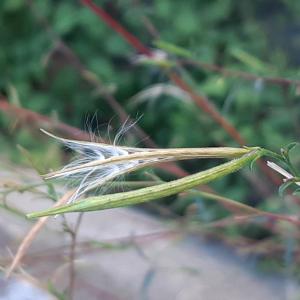 Photographie n°2541703 du taxon Epilobium L.