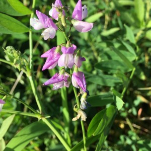 Photographie n°2541760 du taxon Galega officinalis L. [1753]