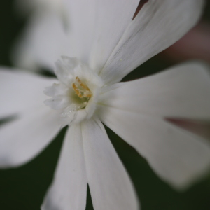 Photographie n°2541805 du taxon Silene latifolia subsp. alba (Mill.) Greuter & Burdet [1982]