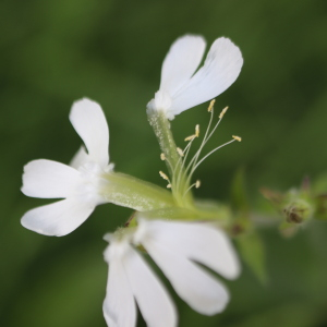 Photographie n°2541806 du taxon Silene latifolia subsp. alba (Mill.) Greuter & Burdet [1982]