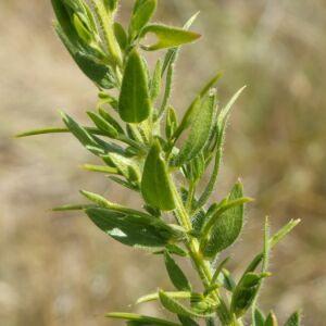 Photographie n°2541863 du taxon Genista germanica L. [1753]