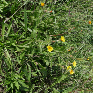 Photographie n°2541911 du taxon Picris hieracioides L. [1753]