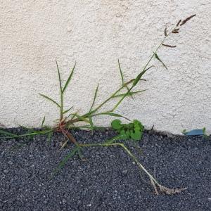 Photographie n°2541913 du taxon Echinochloa crus-galli (L.) P.Beauv.