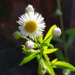 Photographie n°2541927 du taxon Erigeron annuus (L.) Desf.