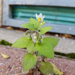 Photographie n°2541929 du taxon Solanum nigrum L.